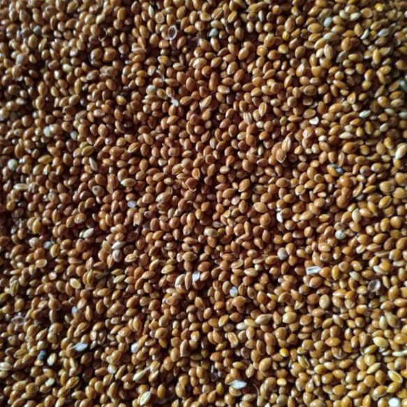 milet merah impor 1 kilo bersih pakan burung lovebird perkutut kenari