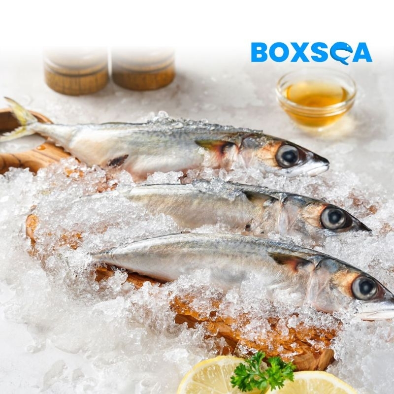 

IKAN SALEM SEGAR FROZEN PREMIUM