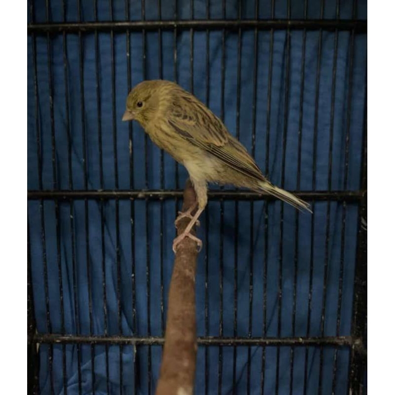 Burung kenari AF anakan gread A bodi super 100% garansi jantan