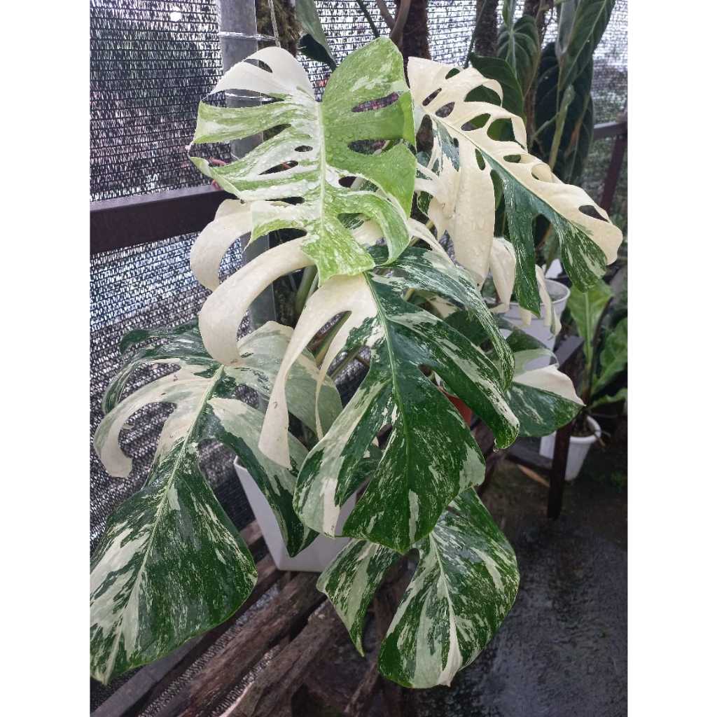 Monstera White Tiger