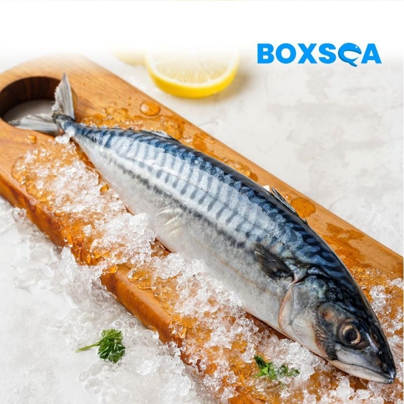 

IKAN SABA NORWEGIA KUALITAS IMPOR