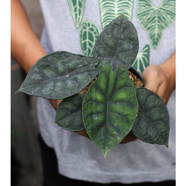 Alocasia Dragon Scale