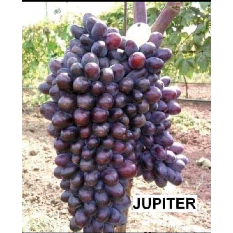 BIBIT ANGGUR IMPORT JUPITER BUAHNYA BESAR SIAP BERBUAH