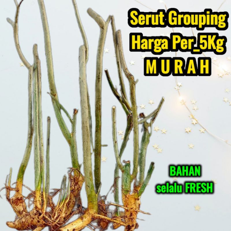 Dongkelan serut bahan bonsai grouping paketan