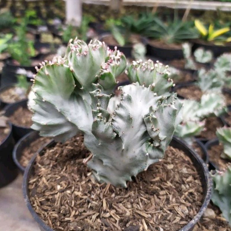 Euphorbia lactea cristata putih