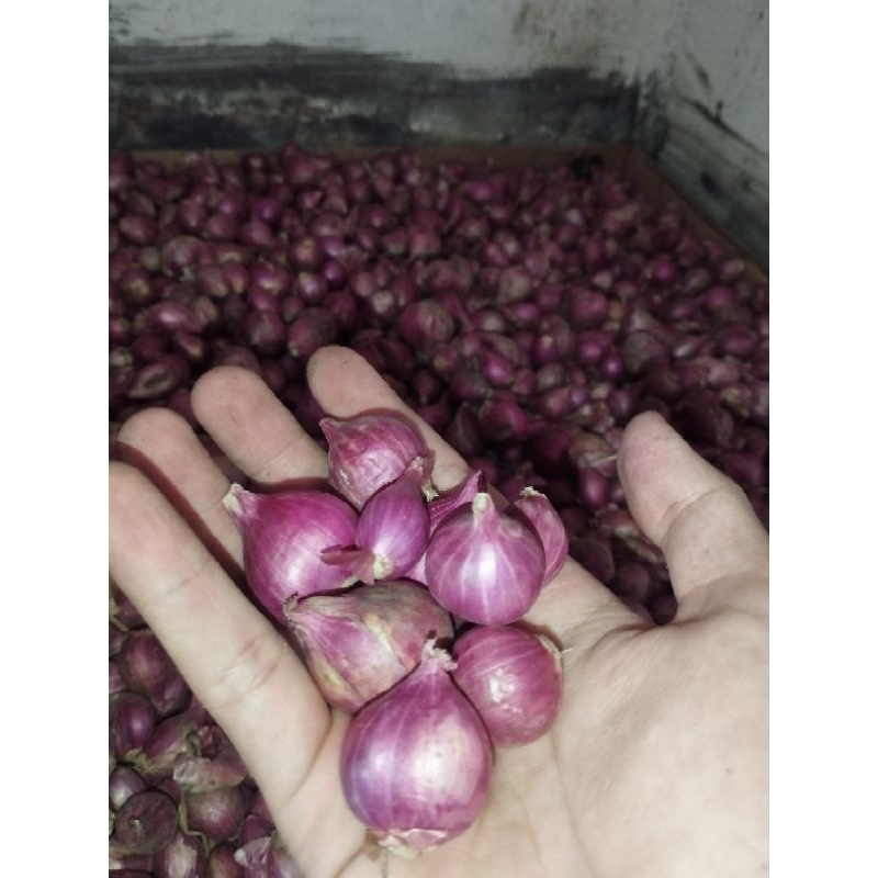 

Bawang Merah Probolinggo 1 kg