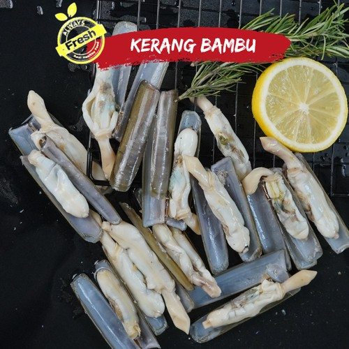 

Kerang Bambu frozen fresh grosir termurah