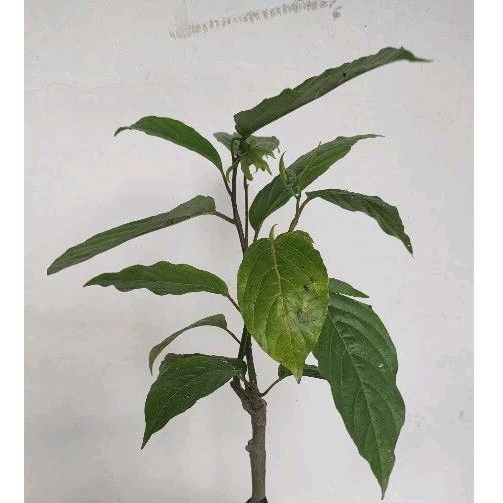 

BUNGA KENANGA