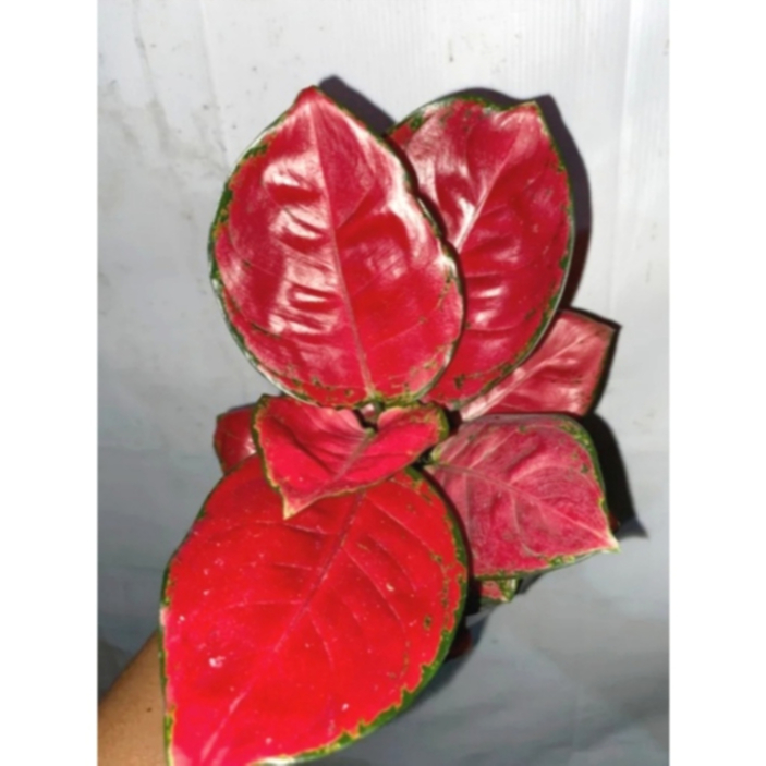 Promo tanaman hias aglonema Red Anjamani remaja rimbun daun 3/4/5 murah