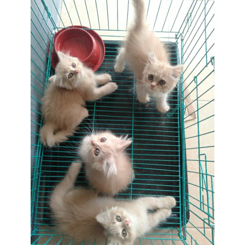 Anak kucing anggora/kitten Persia flatnose/kucing Persia betina/kitten Persia betina/kucing anggora betina