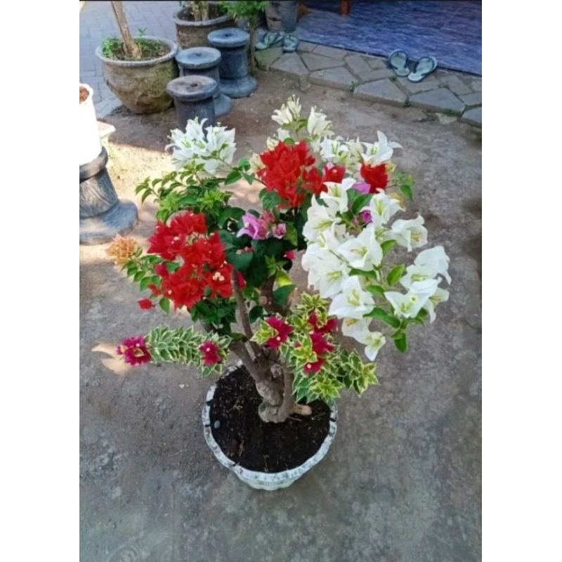 Tanaman hias bugenvil 4 warna
