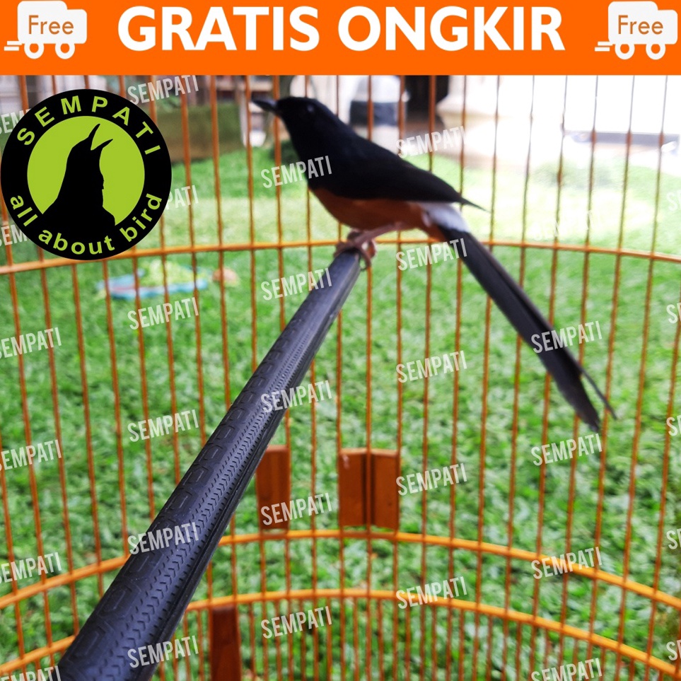 Spesial Promo TANGKRINGAN SETAN KARET HITAM SANGKAR MURAI VIRAL LAPIS KAYU ANTI PATAH UNTUK KANDANG 