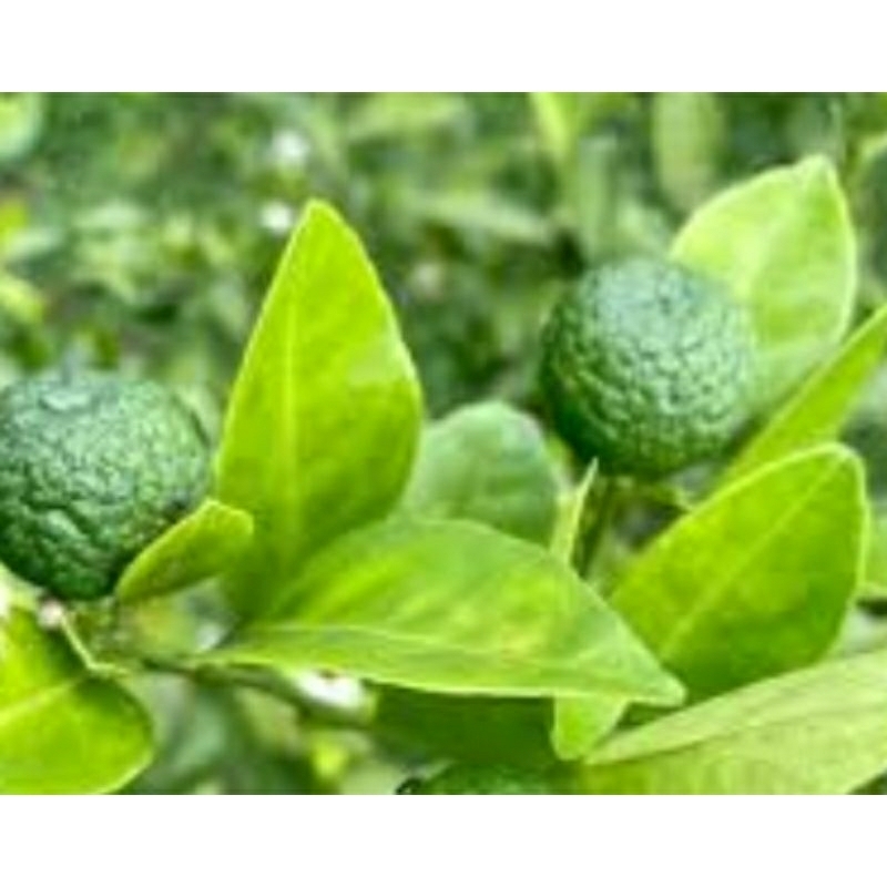 

Jeruk limo langsung petik masih fress 1kg
