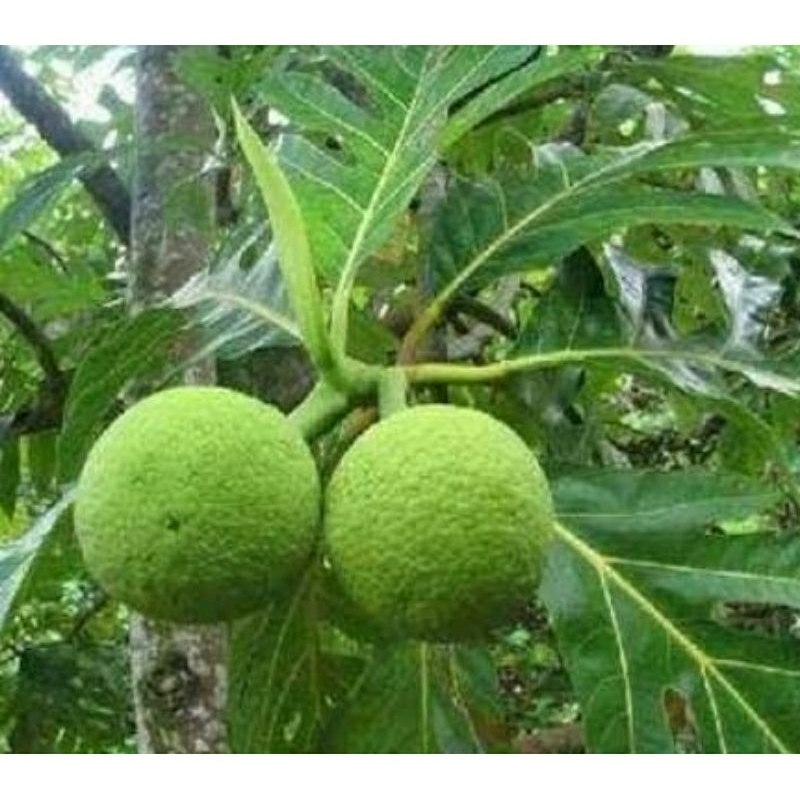 

buah sukun segar