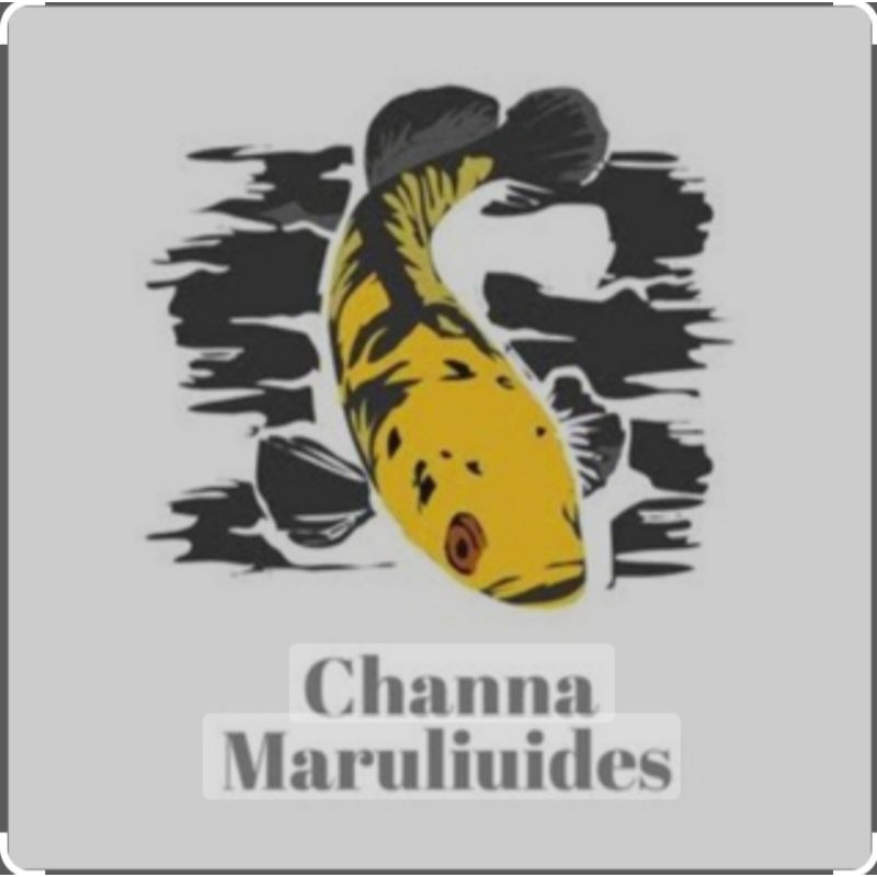 Channa maru batik size 10+-