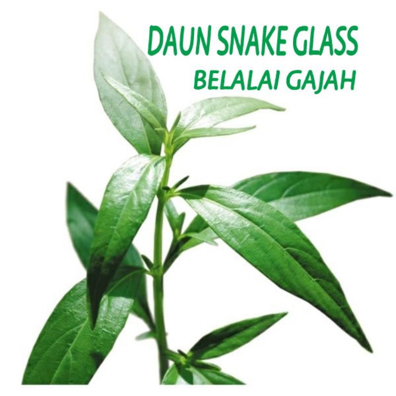 

Daun Belalai Gajah Fresh / Daun Kalingsir Kikalingsir Snake Glass Herbal