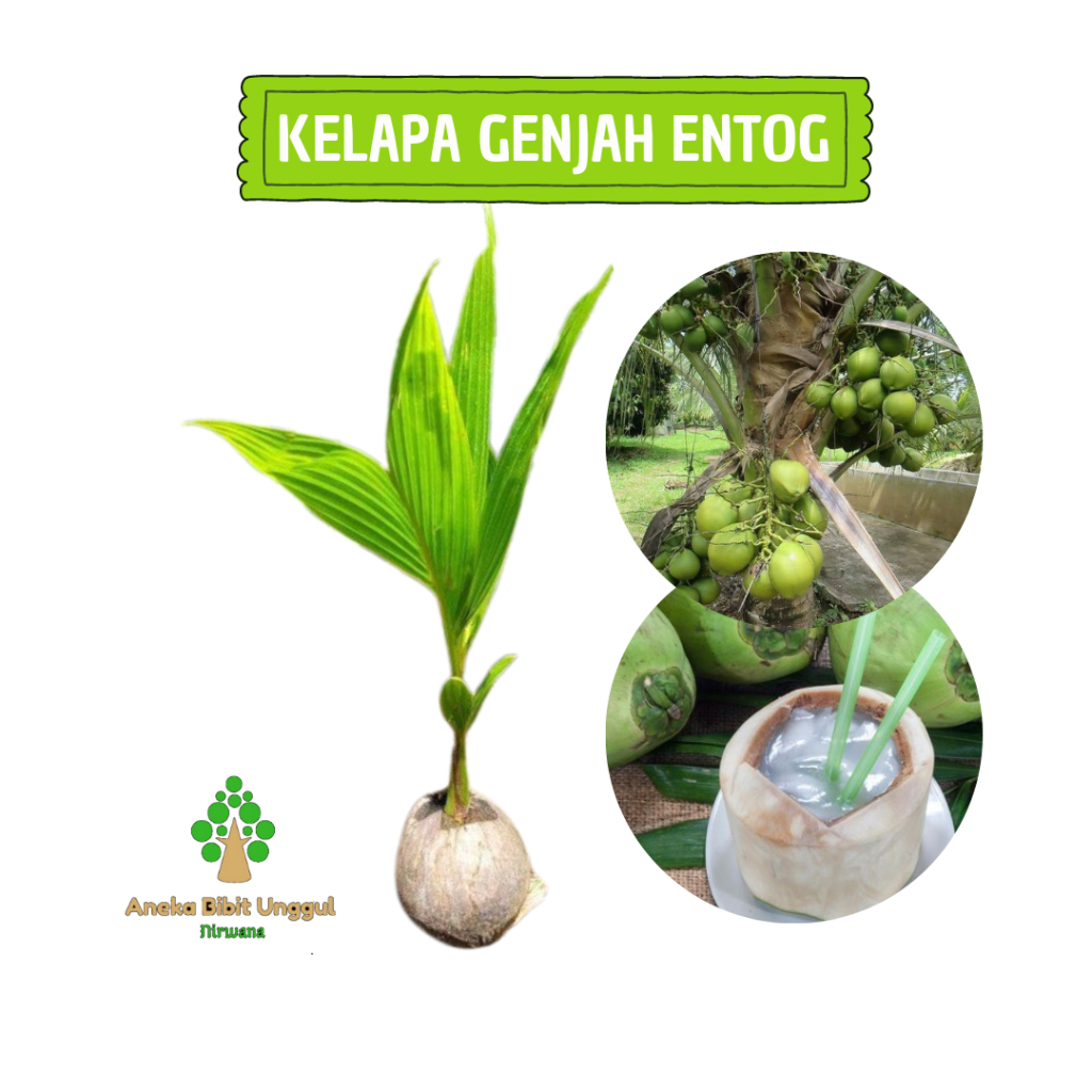 BIBIT TANAMAN BUAH KELAPA GENJAH SUPER ASLI PENDEK CEPAT BERBUAH | WULUNG HIJAU IJO KUNING | AKAR ME