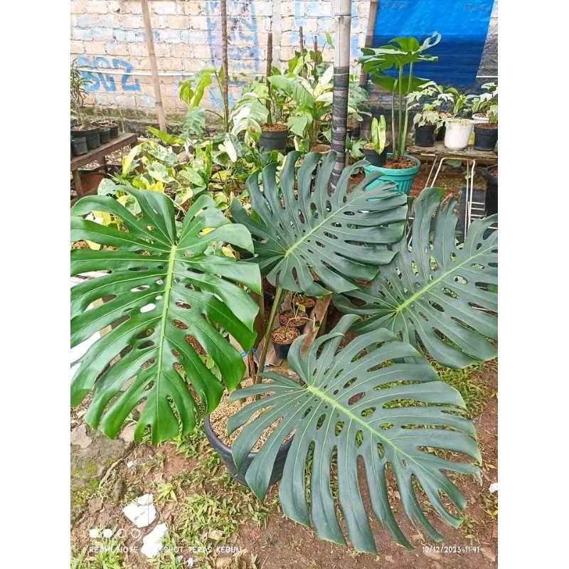 tanaman hias monstera king jumbo