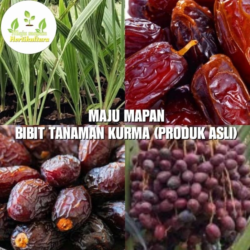 BIBIT KURMA (TANAMAN BUAH KURMA) ASLI