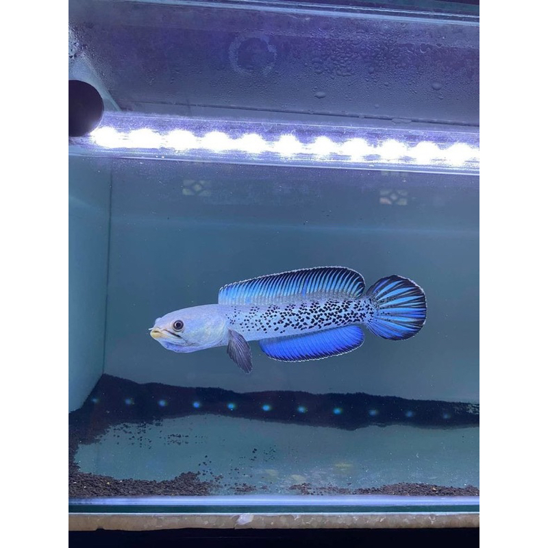 Chana Stewarti full dot bahan progres sortiran size 4cm