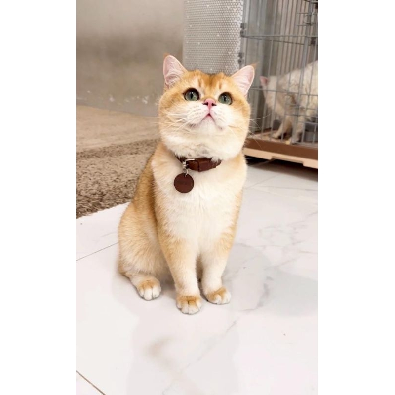 Kucing BSH golden