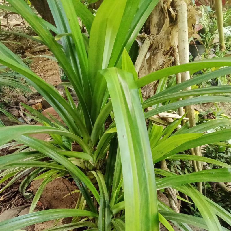 

daun_pandan_wangi