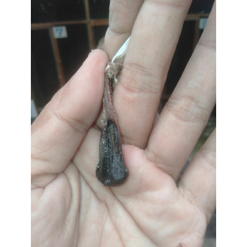 

empedu biawak kering