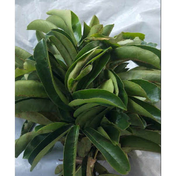 

500 gram Daun Sirsak Segar/ 1 kg Daun Sirsak Segar Herbal Alami