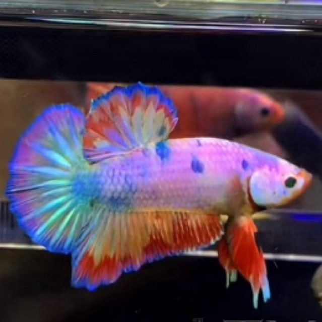 khusus menang lelang / gambar ikan cupang