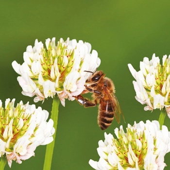 Nafisah Seeds - Benih 3 Biji Bunga WHITE CLOVER