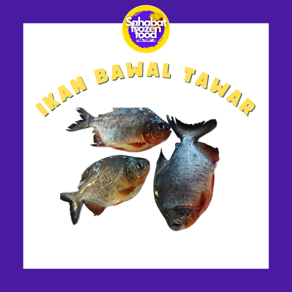 

Ikan Bawal Segar Air Tawar