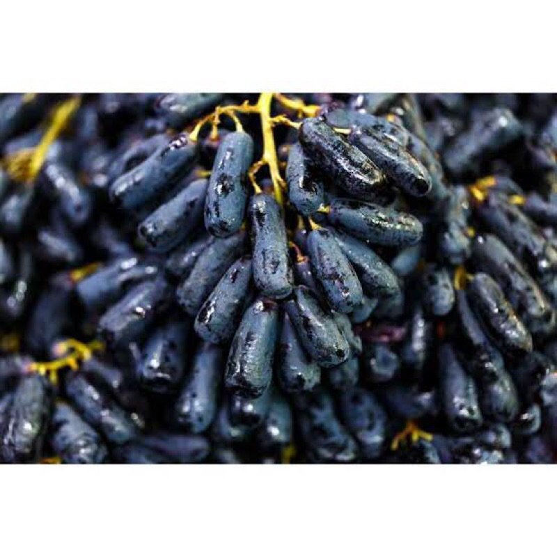 

Anggur Sweet Saphire