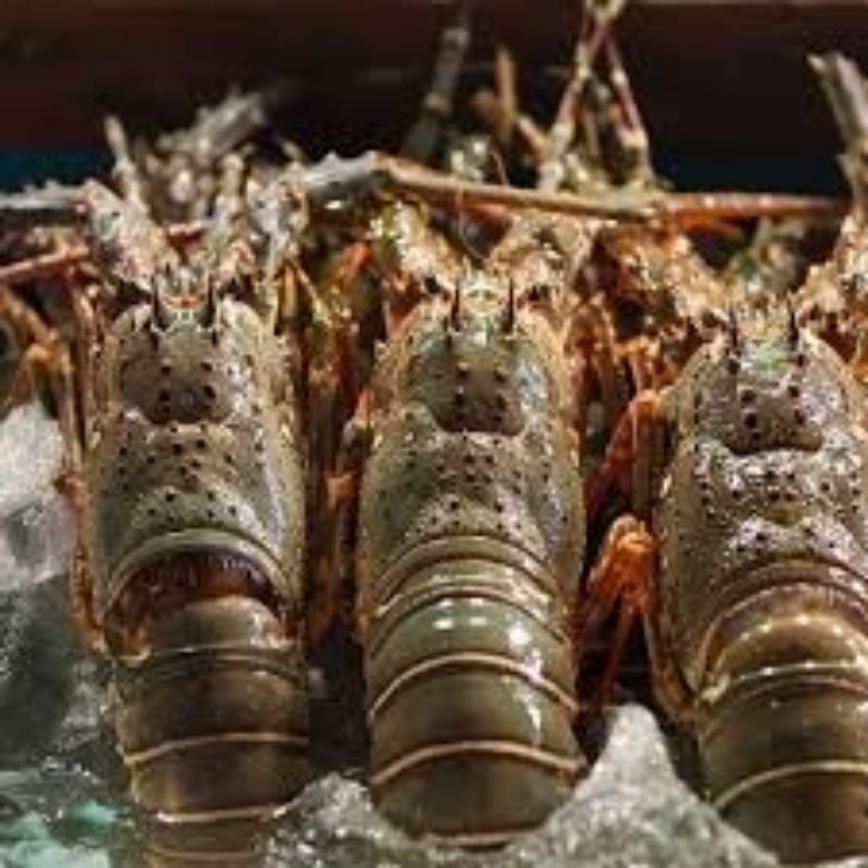 

lobster Bambu Fresh Frozen @1kg