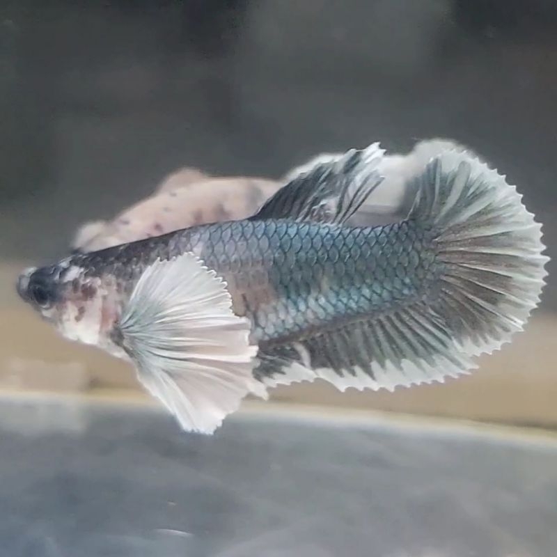 hiasan PKDE cooper female