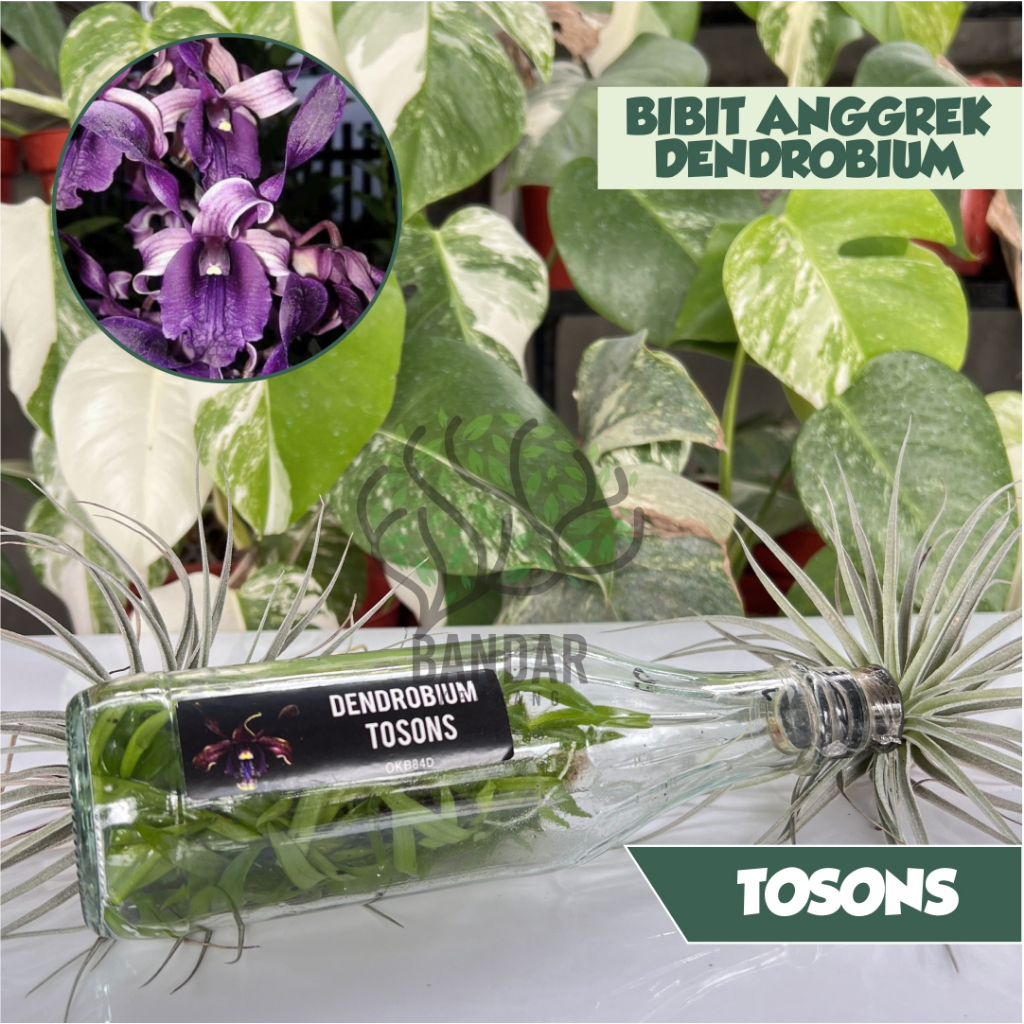 Bibit Anggrek Dendrobium Keriting Koleksian Botolan Tossons