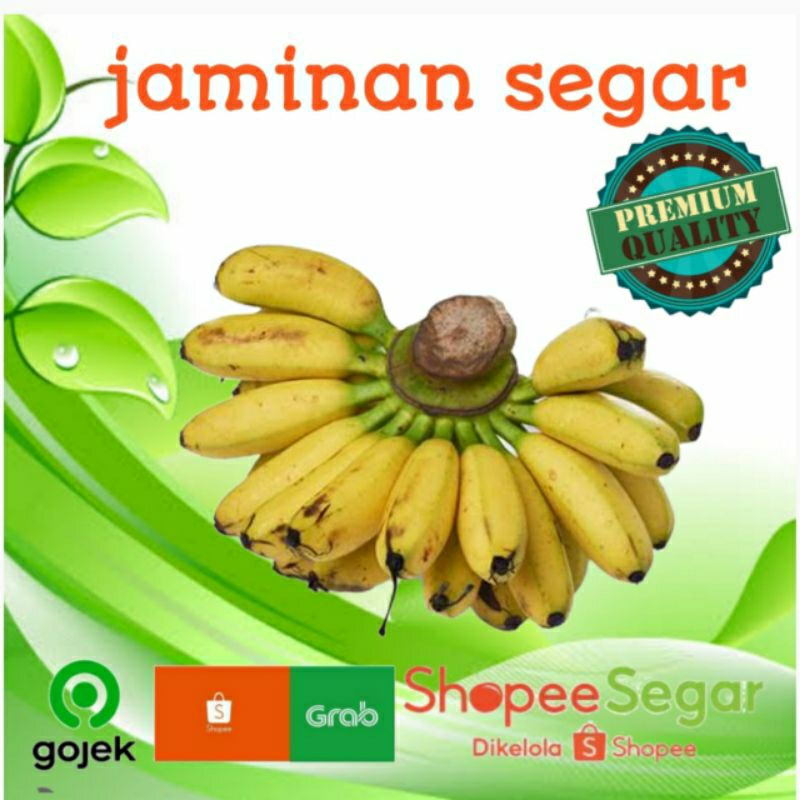 

pisang lampung persisir