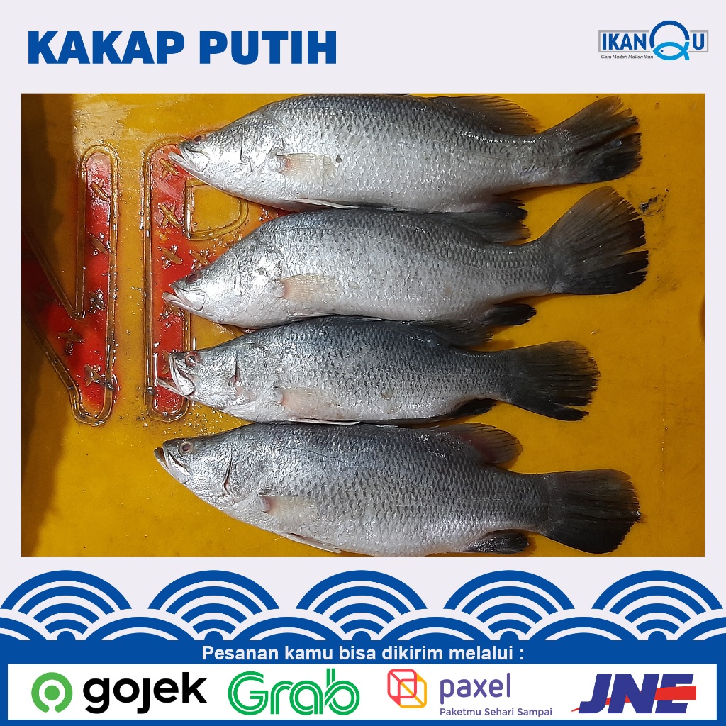 FRESH Ikan kakap putih utuh 1 kg isi 2-3 ekor | Ikan baramundi fresh harian | Ikan kakap putih bersi