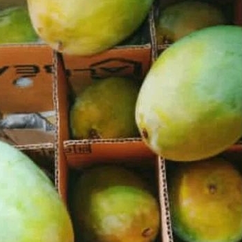 

MANGGA MATANG POHON/2kg harum manis alpokat maniss full