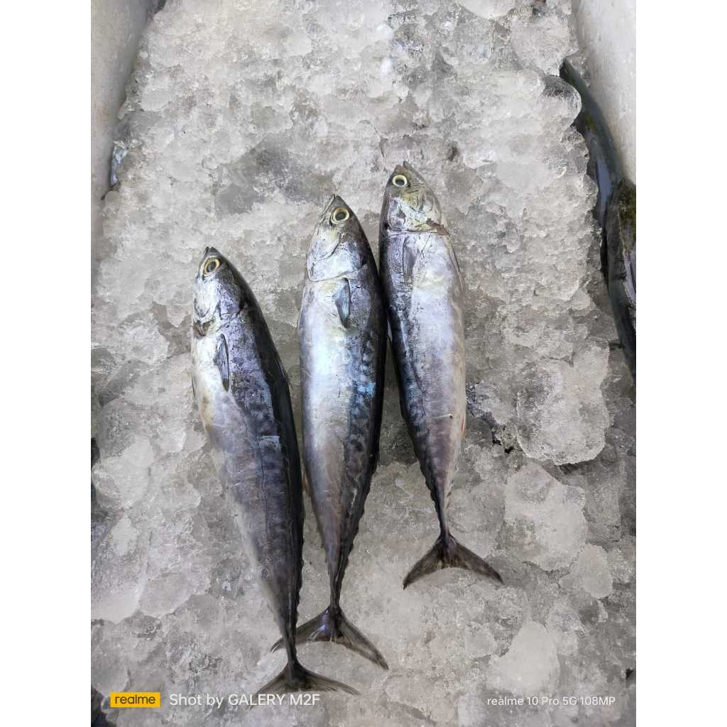

ikan tongkol