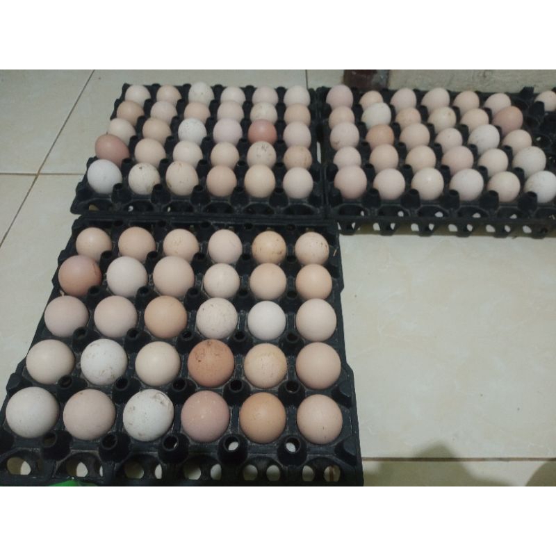 

telur tetas ayam KUb 2, blackpermud 2, kuntara 4