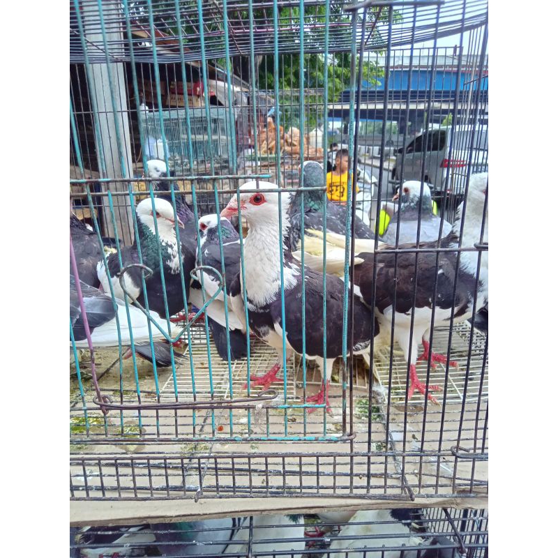 Burung Merpati Atau Dara Bisa Req Jantan / Betina Beli 15 Gratis 1.