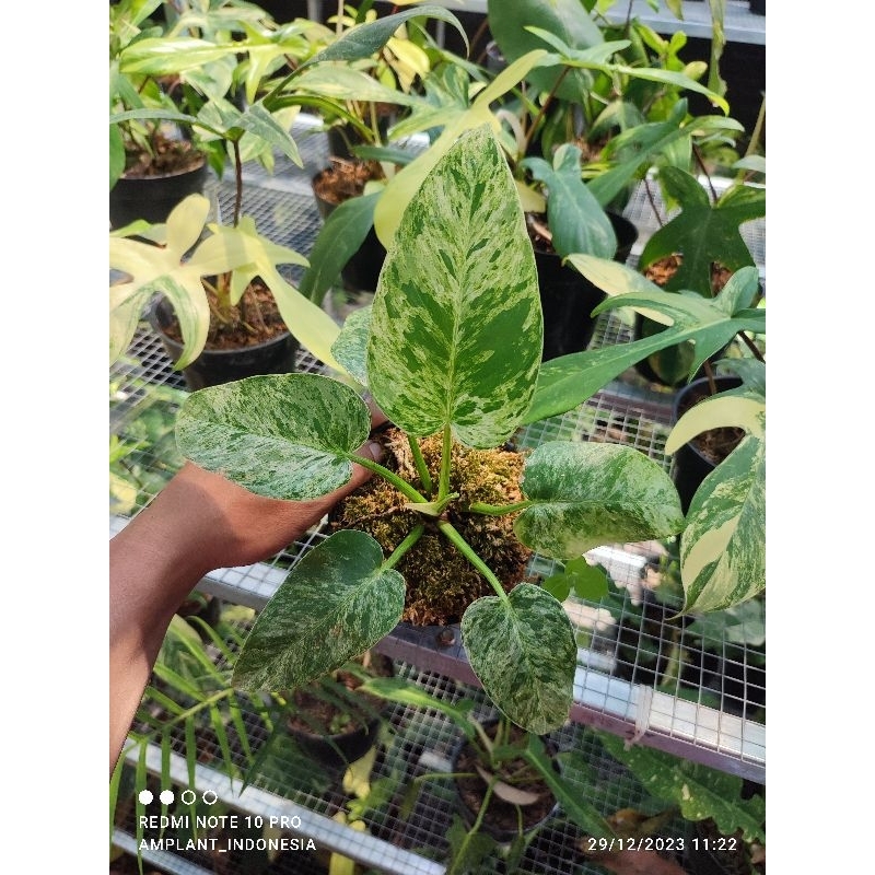 philodendron Giganteum marble varigata