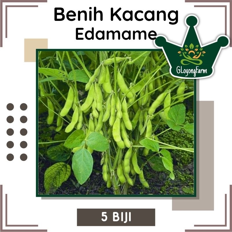 Benih Kacang Edamame Kedelai Jepang Unggul Gloyong Farm - Benih Sayuran