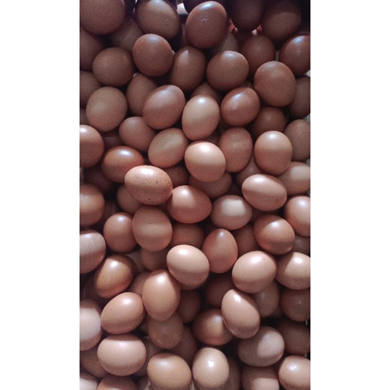 

GROSIR TELUR AYAM NEGERI FRESH GRADE A 1kg