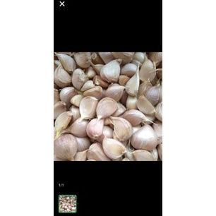 

Jangan Sampai Kehabisan bawang putih kating 5 gr