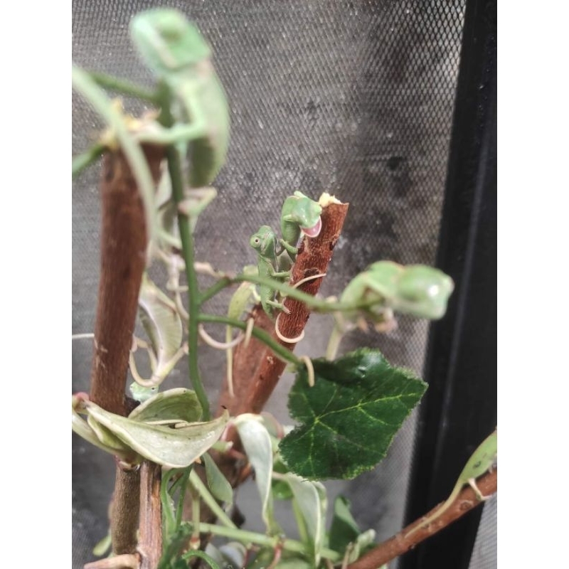 veiled chameleon 2bln