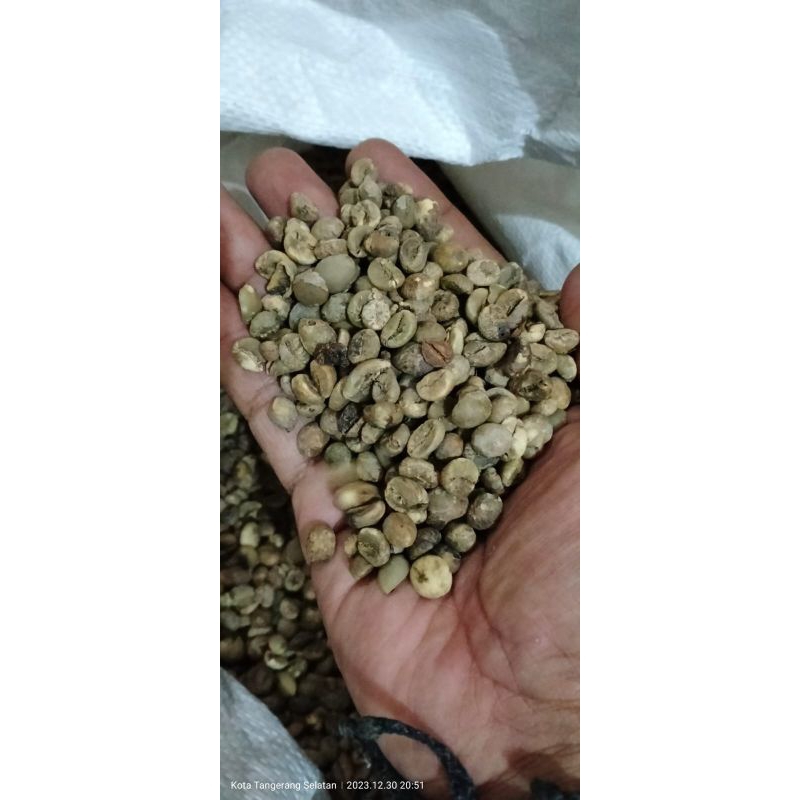 

biji kopi Rabusta lampung barat sortiran