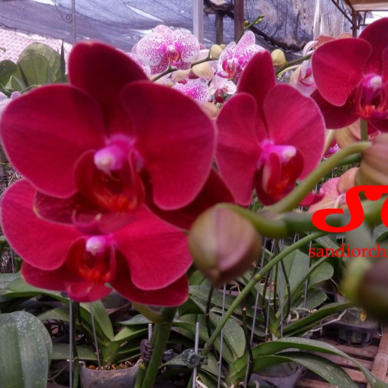 Anggrek Bulan Merah : Merahnya Anggrek, Hangatnya Pesona