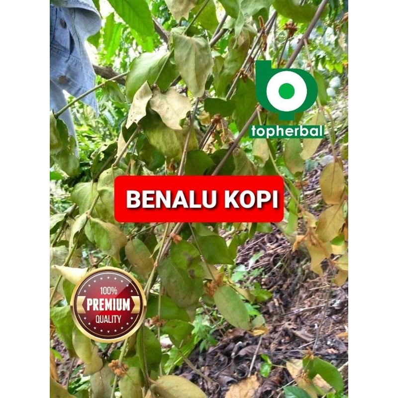 

Benalu Kopi Kering Hijau 1 KG
