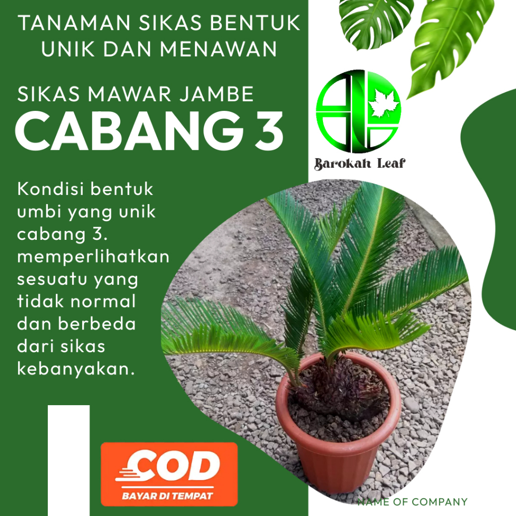 Tanaman Hias Sikas Unik dan Menawan Memiliki Bentuk Cabang 3